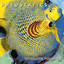 Introducing Happiness cover