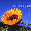 Heliotrope Albumcover