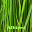Albireo Albumcover