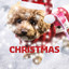 Christmas Songs - A Present from Santa cover