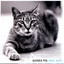 Kool Kats Albumcover