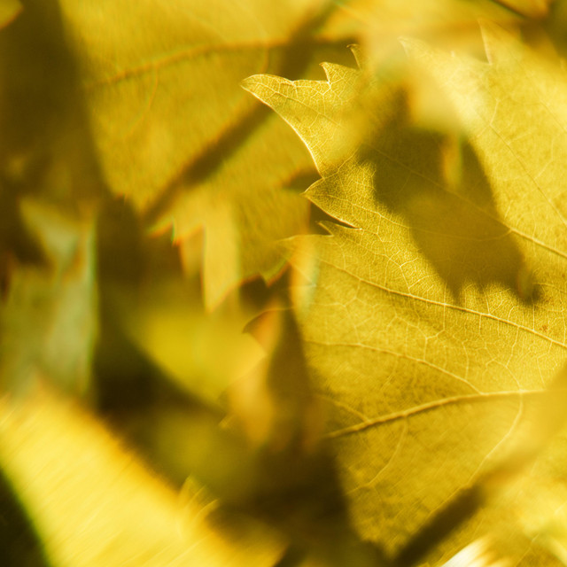 Musik Album: 'Facets' von  AK