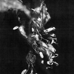 (Sufferers) cover