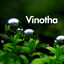 Vinotha Albumcover