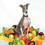 Excellent Italian Greyhound cover