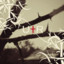 Under the Rose Albumcover