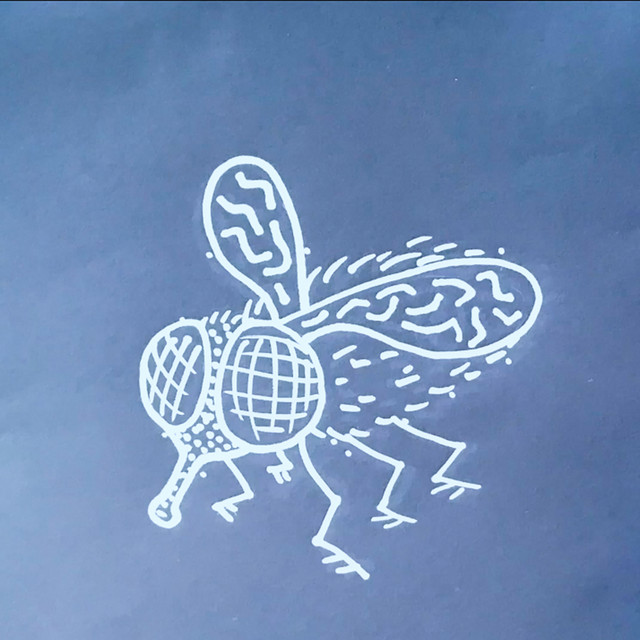 Flies cover