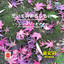 Sound Of Kyoto-Sukima-/Omoide No Otoshimono-Simply Piano- Albumcover