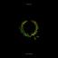 Bear's Den - Laurel Wreath