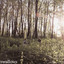 Me With Trees Towering cover
