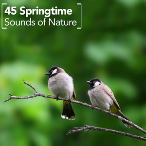 45 Springtime Sounds of Nature album