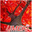 Umeki Albumcover