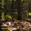 Låtar från skogen Albumcover