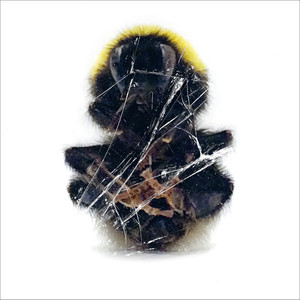 Walls And Dimensions cover