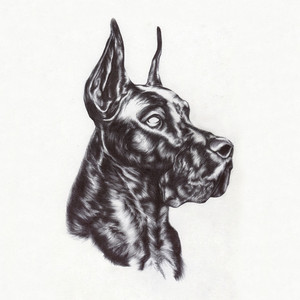 Alpha Dog cover