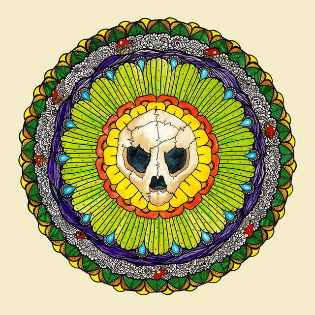 Turtle Skull Photo