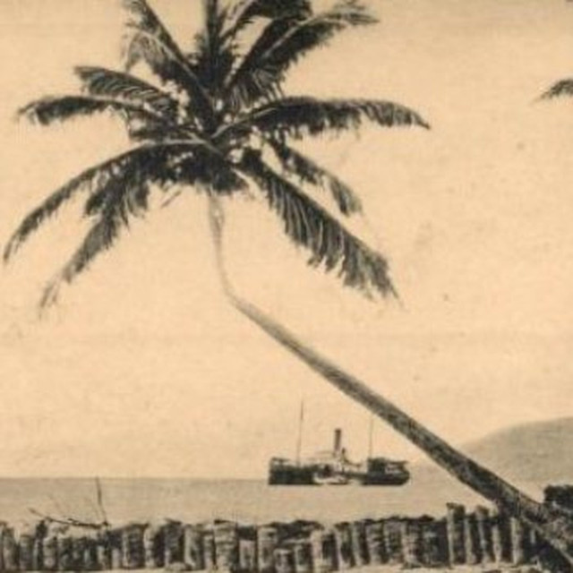 Tropical Tobacco Photo