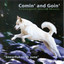 Snowflakes in June Albumcover