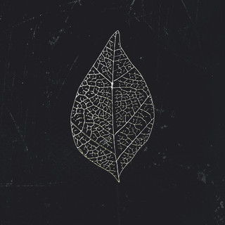 Hackberry Photo