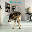 Grinderman 2 cover