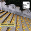 Strauss, R.: Complete Music for Brass Ensemble Albumcover