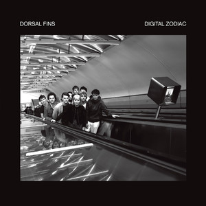 Dorsal Fins Photo