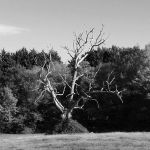 The Lightning Tree album