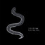 Electric Eel Albumcover