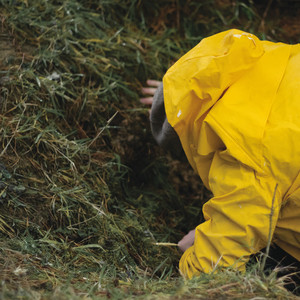 In The Meadow cover