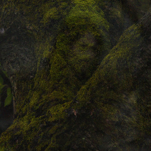 TREEREFLECTION Photo