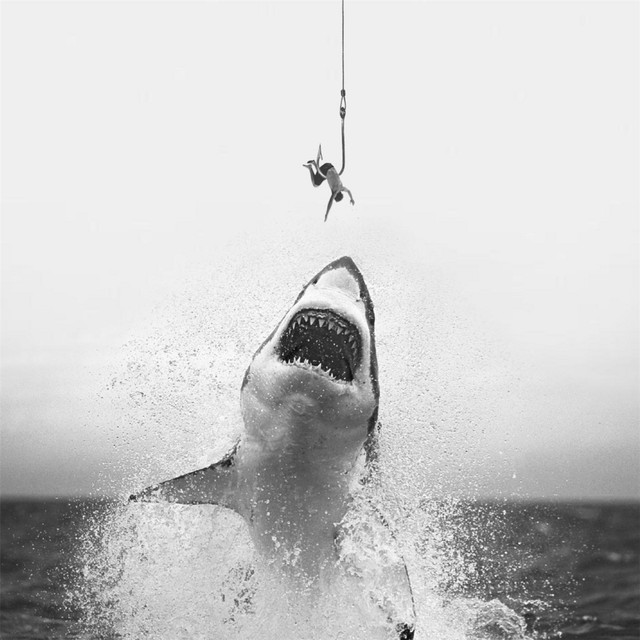 Shark Attack cover
