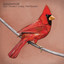Old Crows / Young Cardinals cover