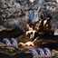 Metridium Fields cover