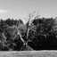 The Lightning Tree cover