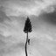 A Black Mile to the Surface cover