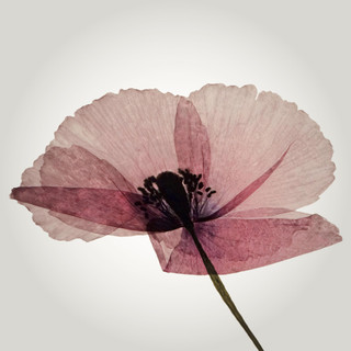 Evamore Photo