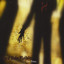 Enter Entropy Albumcover