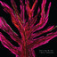 Hello Creatures Albumcover