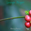 Lounge Singer cover