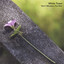 Don't Mention The War cover