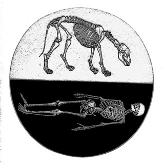 Cadaver Dog Photo