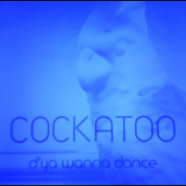Cockatoo Photo