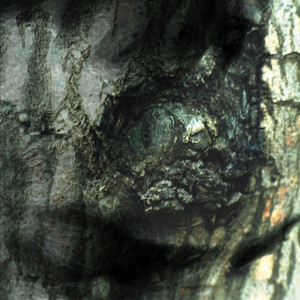 The Waltz of the Monsters album