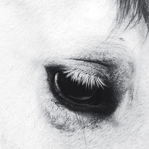 Horse Heaven cover
