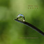 Drops Albumcover