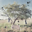 Coloured Albumcover