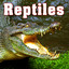 Reptiles Sound Effects Albumcover