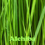 Alchiba Albumcover