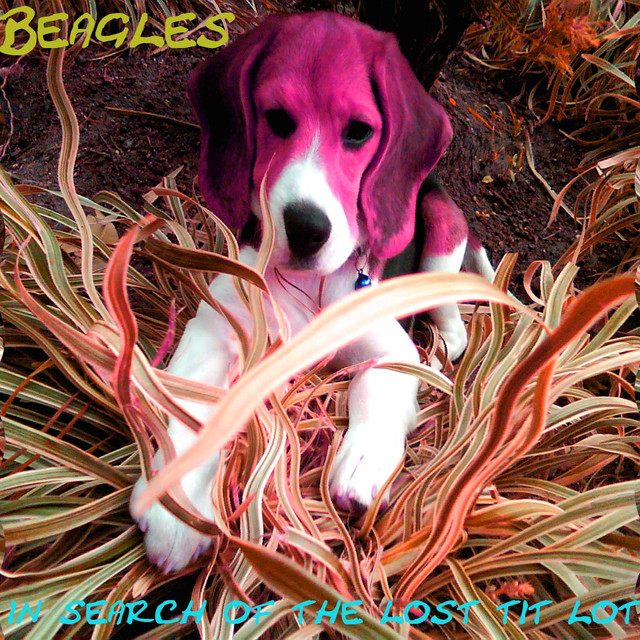 The Beagles Photo