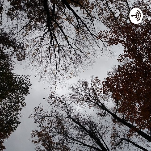 The Dark Forest Podcast | Podcast on Spotify